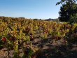 VENDU-VIGNES-SAINT-AMOUR-ET-JULIENAS