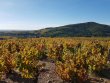 VENDU-VIGNES-SAINT-AMOUR-ET-JULIENAS