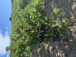 VENTE-VIGNE-AOC