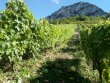 Recherche-investisseurs-pour-developpement-domaine-en-biodynamie