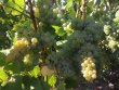 Vignes-a-vendre-dans-la-prestigieuse-appellation-Champagne-belles-parcelles
