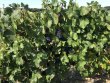 Vignes-a-vendre-dans-la-prestigieuse-appellation-Champagne-belles-parcelles