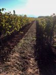 Cherche-Vignes-en-fermage-ou-autres
