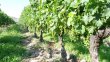 Propriete-viticole-de-24-ha-beau-terroir-en-AB-