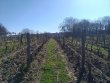 Une-tres-charmante-propriete-viticole-aux-portes-de-Bergerac