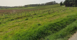 Domaine-VITICOLE-Bio-au-coeur-de-lAppellation-AOC-BUZET
