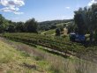 26-ha-de-vignes--terroir-qualitatif--infrastructures-en-bon-etat