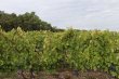 Vignoble-Cru-Bourgeois-Listrac-Medoc
