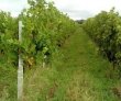 Vignoble-en-AOC-Cotes-de-Bourg-de-195-ha