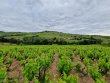 VIGNES-EN-AOP-JULIENAS