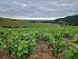 VENDU-VIGNES-EN-AOP-JULIENAS