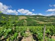 VENDU-4ha52ca-Rouge-et-Blanc-en-foret-