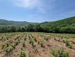 VENDU-4ha52ca-Rouge-et-Blanc-en-foret-