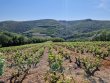 VENDU-Grand-Rang-Beaujolais-Village-sur-granit-