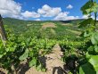 VENDU-Chardonnay-Gamay-Beaujolais-Villages-