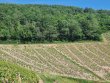 VENDU-Chardonnay-Gamay-Beaujolais-Villages-