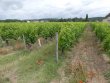 Propriete-viticole-en-AOP-chinon
