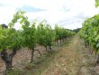 Propriete-viticole-en-AOP-chinon