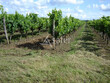 Vignes-Gaillac-18ha