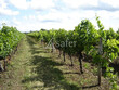 Vignes-Gaillac-18ha