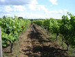 Vignes-Gaillac-18ha