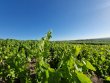 Premium-FLEURIE-AOP-loue