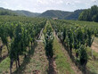 Propriete-viticole-de-25-ha-AOP-Cahors