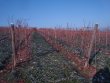 A-vendre-vigne