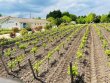 Petite-propriete-viticole-et-touristique-