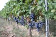 1ha30a-de-vignes-en-appellation-Saint-Emilion-sur-la-commune-de-Saint-Sulpice-de-Falyerens