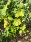 Vigne-au-coeur-historique-de-la-Champagne