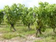 SOUS-COMPROMIS-LOIRE-ATLANTIQUE--Domaine-avec-gamme-de-vins-et-equipe-en-place
