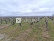 A-vendre-267820-ha--AOC-Haut-Medoc