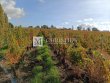 A-vendre-belle-propriete-viticole-cle-en-main-en-AOC-Cotes-de-Bourg-Blaye-Cotes-de-Bordeaux