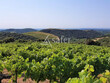 Propriete-viticole-BIO-de-9-ha-en-AOP-Faugeres