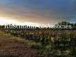 Au-coeur-du-Sauternais-ravissante-maison-gite-avec-vignoble-1-hectare