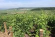 Belle-parcelle-de-vigne-en-Champagne