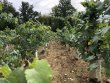 Belle-parcelle-de-vigne-en-Champagne