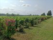A-vendre-Charmante-propriete-viticole-de-8-ha-pres-de-Saint-Emilion