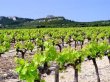 VENDS-45-HA-VIGNES