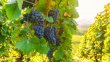 VENDS-45-HA-VIGNES