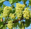 VENDS-45-HA-VIGNES