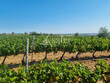 Vignes-surface-globale-13-Hectares