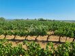 Vignes-surface-globale-13-Hectares