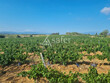Vignes-surface-globale-13-Hectares