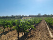 Vignes-surface-globale-13-Hectares