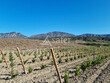 Domaine-Viticole-bio-15-ha-Proche-Perpignan