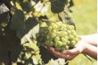 Domaine-viticole-AOC-vouvray