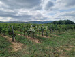 Exploitation-viticole-26-ha-AOP-Cahors