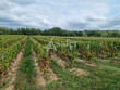Exploitation-viticole-26-ha-AOP-Cahors